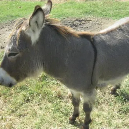 Consalvi Valentina Agroturismo *