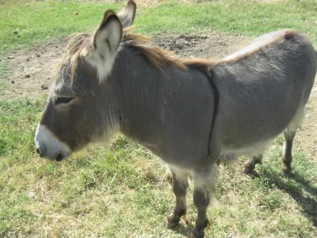 Consalvi Farm stay *